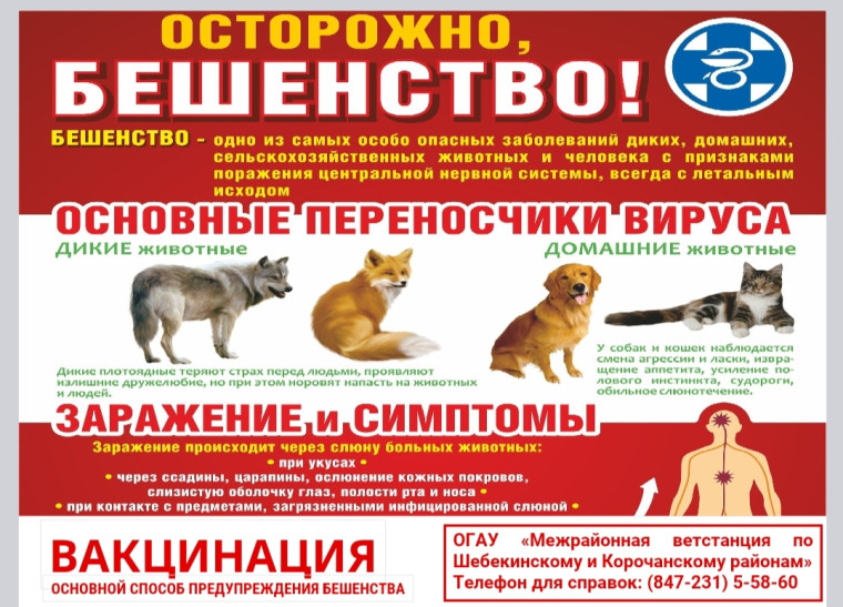 Бешенство – острое инфекционное вирусное особо опасное заболевание животных и человека. Бешенство – острое инфекционное вирусное особо опасное заболевание животных и человека.
